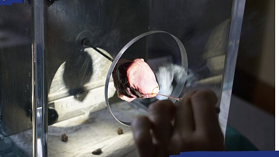 Schulungen für Kolposkopie: Gebärmutterhalskrebs 